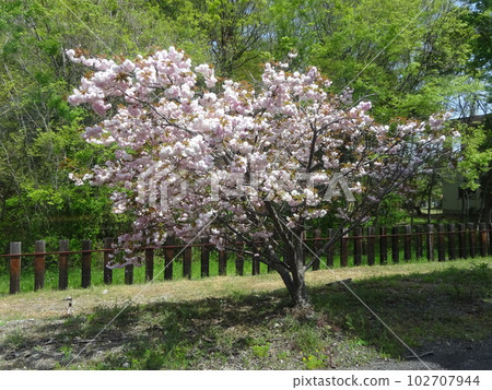 Spring tree Spring tree 102707944