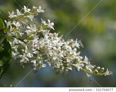 White flowers and buds of mouse mochi White flowers and buds of mouse mochi 102708077