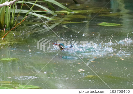 翠鳥水下潛水、沐浴和飛行 102708400