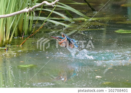Kingfisher underwater diving, bathing and flight 102708401