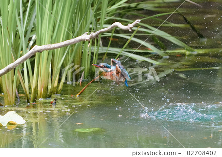 翠鳥水下潛水、沐浴和飛行 102708402