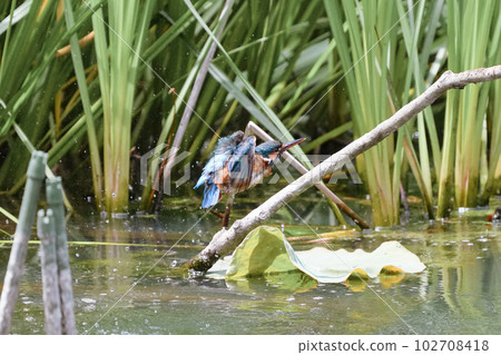 Kingfisher underwater diving, bathing and flight 102708418