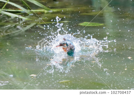Kingfisher underwater diving, bathing and flight 102708437