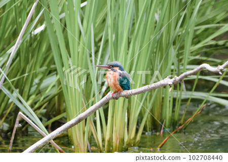 一隻翠鳥準備在池塘的鱸魚上潛水 102708440
