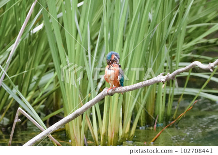 A kingfisher prepares to dive on a perch in a pond 102708441