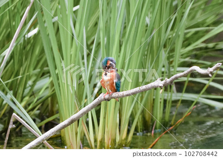 A kingfisher prepares to dive on a perch in a pond 102708442