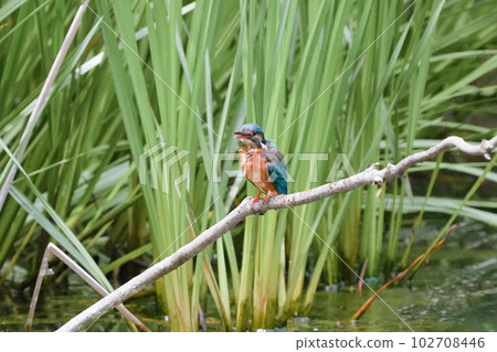 一隻翠鳥準備在池塘的鱸魚上潛水 102708446