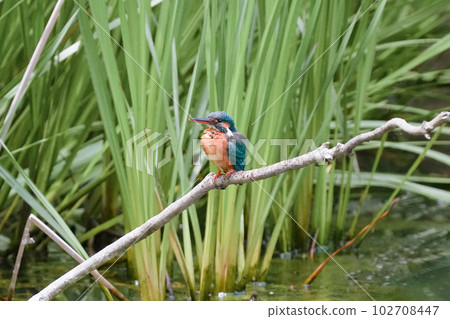 A kingfisher prepares to dive on a perch in a pond 102708447