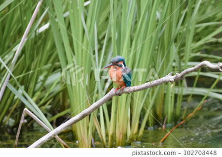 一隻翠鳥準備在池塘的鱸魚上潛水 102708448