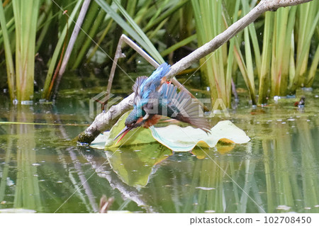 Kingfisher underwater diving, bathing and flight 102708450