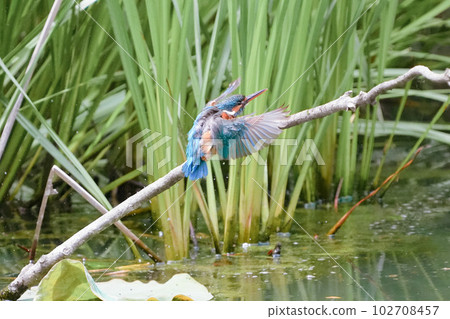 Kingfisher underwater diving, bathing and flight 102708457