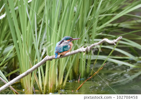一隻翠鳥準備在池塘的鱸魚上潛水 102708458