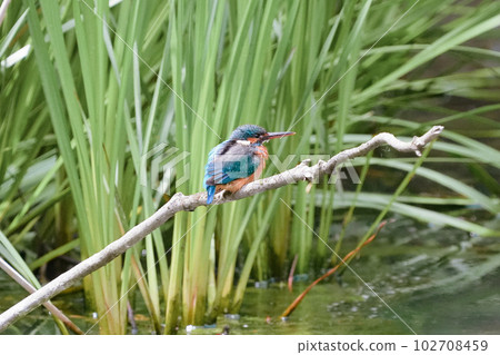 一隻翠鳥準備在池塘的鱸魚上潛水 102708459