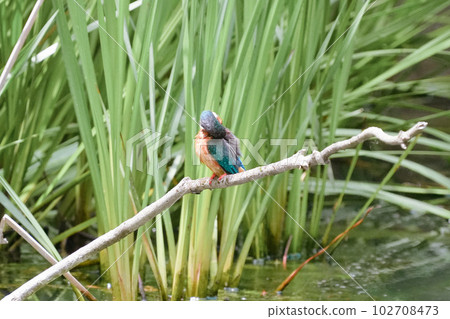A kingfisher prepares to dive on a perch in a pond 102708473