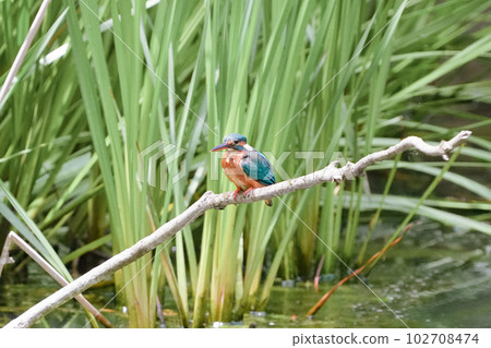 A kingfisher prepares to dive on a perch in a pond 102708474