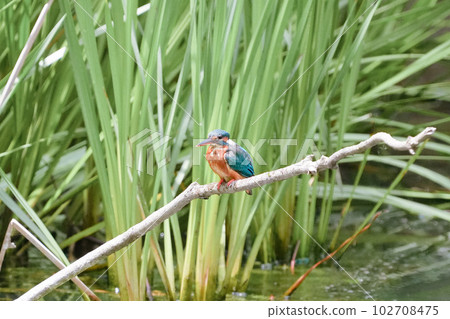 A kingfisher prepares to dive on a perch in a pond 102708475