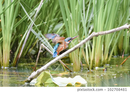 Kingfisher underwater diving, bathing and flight Kingfisher underwater diving, bathing and flight 102708481