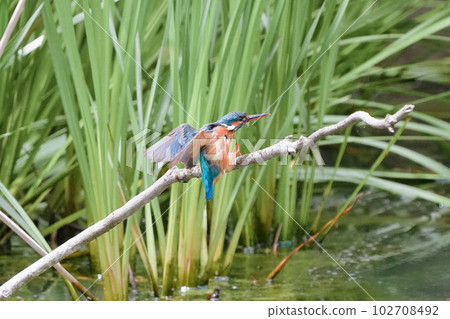 Kingfisher underwater diving, bathing and flight 102708492