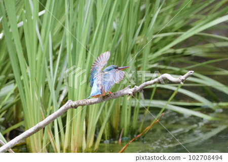 Kingfisher underwater diving, bathing and flight 102708494