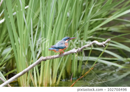 A kingfisher prepares to dive on a perch in a pond 102708496