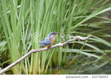 A kingfisher prepares to dive on a perch in a pond 102708497