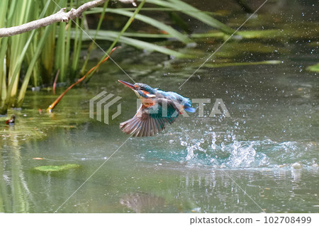 Kingfisher underwater diving, bathing and flight 102708499