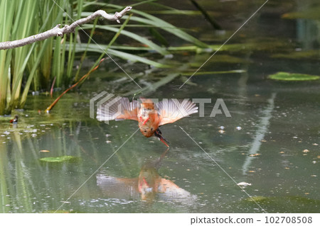 Kingfisher underwater diving, bathing and flight 102708508