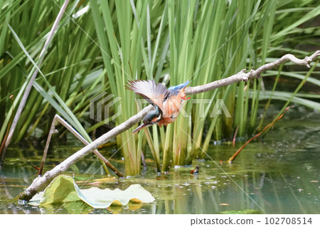 翠鳥水下潛水、沐浴和飛行 翠鳥水下潛水、沐浴和飛行 102708514