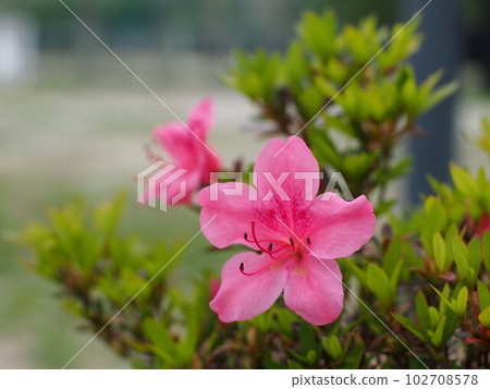 關閉粉紅色的杜鵑花花 102708578