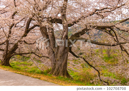 [京都風景] Sewaritei，吉野櫻花樹的壯觀全景 102708708