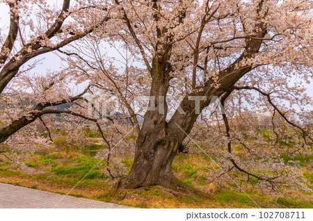 [Kyoto scenery] Sewaritei, a spectacular panorama of Yoshino cherry trees 102708711