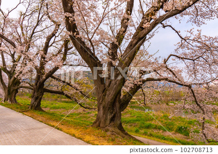 [Kyoto scenery] Sewaritei, a spectacular panorama of Yoshino cherry trees 102708713