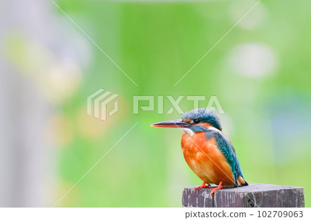 A kingfisher perched on a pier post A kingfisher perched on a pier post 102709063