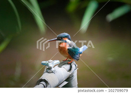 A kingfisher looking for prey from the top of a pond water pipe 102709079