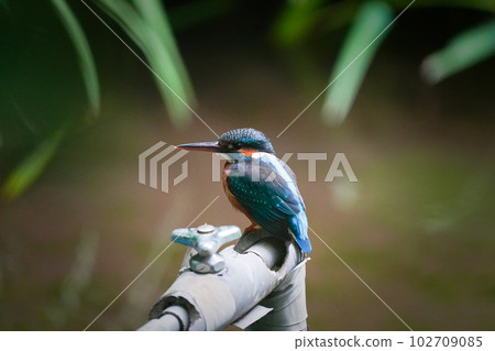 A kingfisher looking for prey from the top of a pond water pipe 102709085