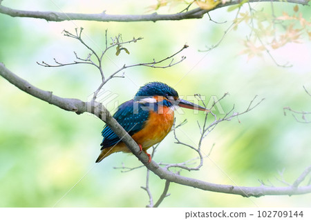 Maple and Kingfisher 102709144