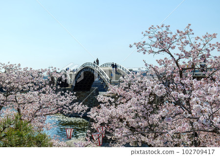 Kintai橋的櫻花 102709417