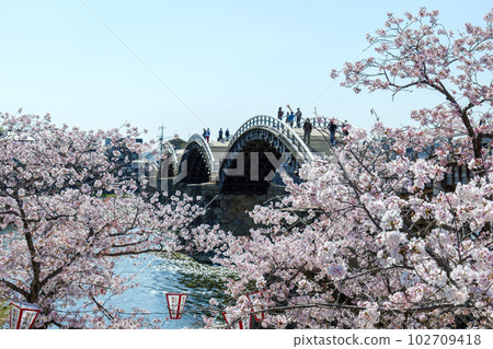 Cherry blossoms of Kintai Bridge 102709418