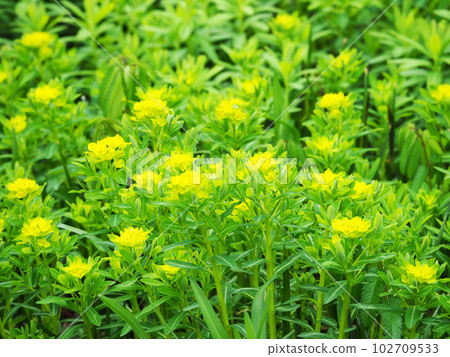 Noorushi's flower Noorushi's flower 102709533