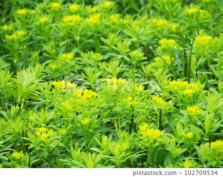 Noorushi's flower Noorushi's flower 102709534