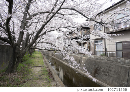 豐川櫻花盛開（三重縣四日市市） 102711266