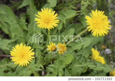 開花在地面上的蒲公英 102711302