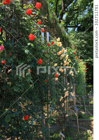 Roses scenery Roses scenery 102711781