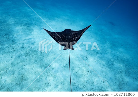 A spotted eagle ray swimming gracefully A spotted eagle ray swimming gracefully 102711800