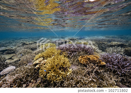 Colorful coral reefs Colorful coral reefs 102711802