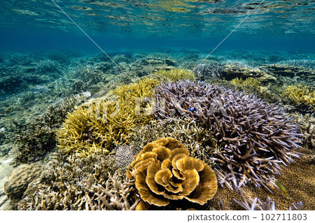 coral flower garden coral flower garden 102711803