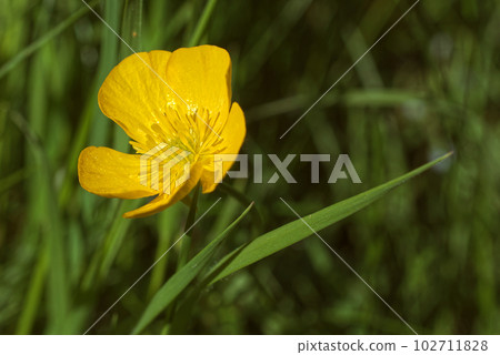 Blooming buttercup, Ranunculus flower in Prague Stromovka. 102711828