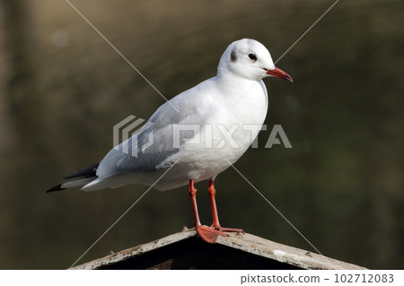 The whole body of a sideways black-headed gull [winter feather] 102712083