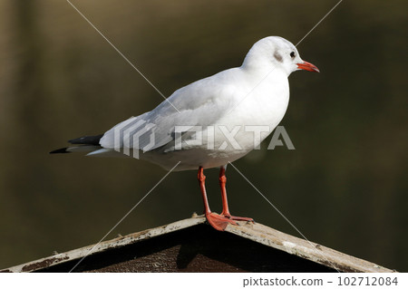 The whole body of a sideways black-headed gull [winter feather] 102712084