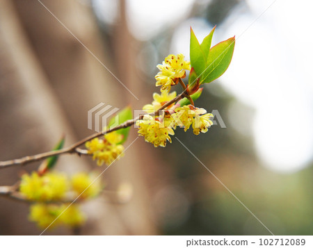Abrachan Flowers 102712089